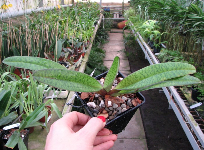 Paphiopedilum Dark Spell 'Ruby' x Paphiopedilum St. Swithin 'Swallow'.JPG