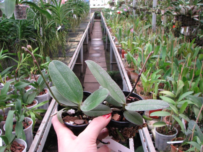Phalaenopsis Tying Shin Smart.JPG