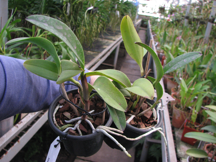 Cattleya Jungle Eyes 'ORCHIS'.jpg
