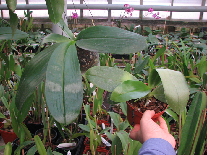 Phalaenopsis David Lim.jpg