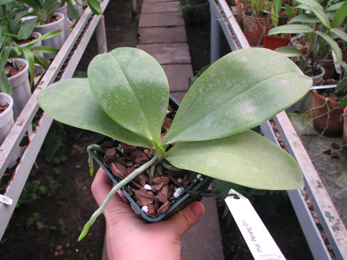 Phalaenopsis Penang Girl.jpg