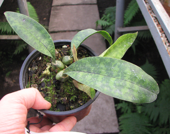 Oeceoclades maculata.jpg