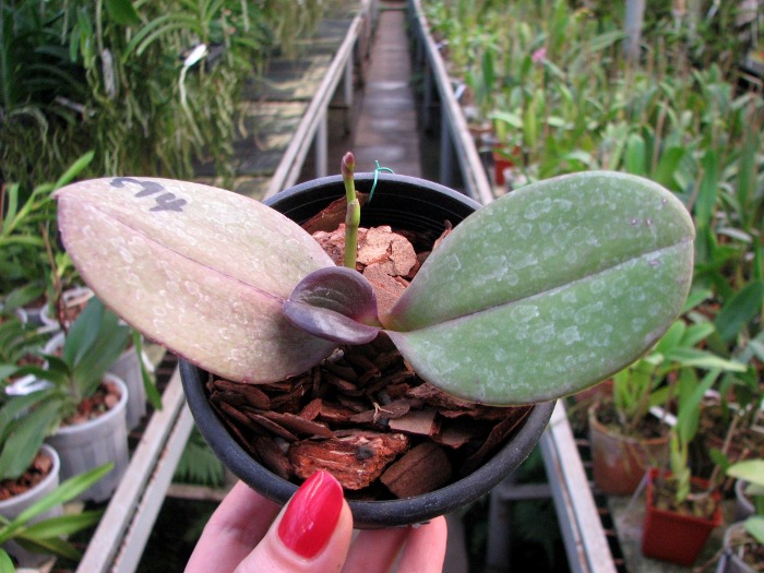 Phalaenopsis Sogo Cock 'ORCHIS'.JPG