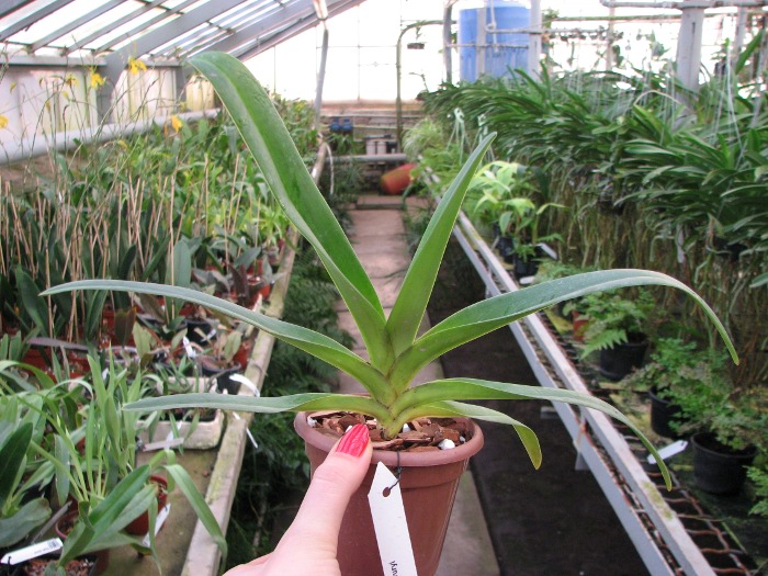 Paphiopedilum druryi.JPG