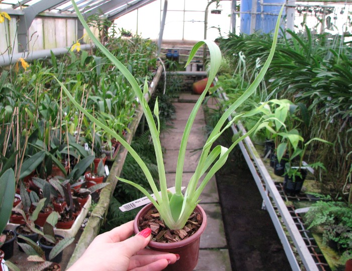 Miltoniopsis santanae.JPG