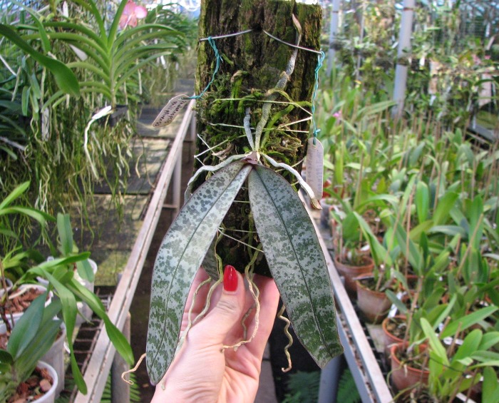 Phalaenopsis philippinensis.JPG