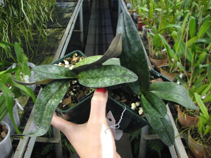 Paphiopedilum niveum.JPG