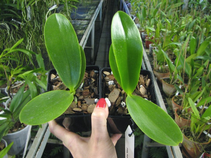 Phalaenopsis Natasha 'Aiko'.JPG