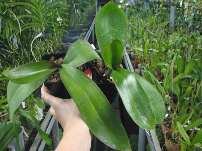Phalaenopsis stuartiana (Yellow Strain).JPG