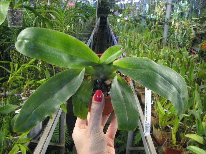 Paphiopedilum moquetteanum.JPG