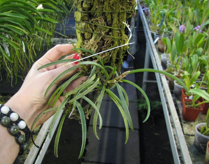 Ceratostylis retisquama.JPG
