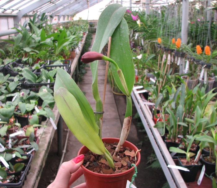 Potinara (Brassolaeliocattleya Toshie Aoki x Sophrolaeliocattleya Final Touch 'Mendenhall').JPG