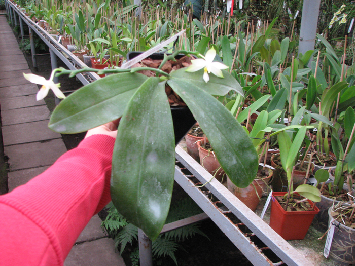 Phalaenopsis violacea alba.jpg