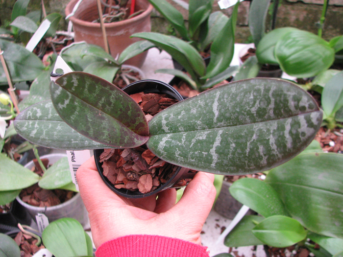 Phalaenopsis stuartiana yellow x sib.jpg