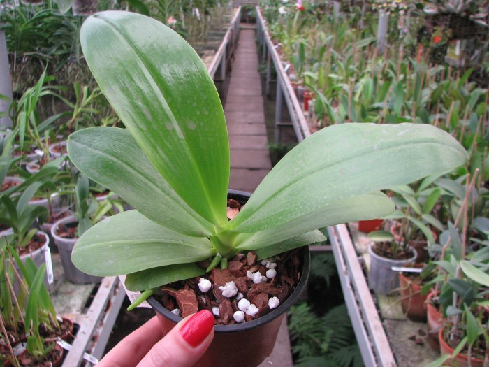 Phalaenopsis Chienlung Red King (Ld's Bear King x pulchra).JPG