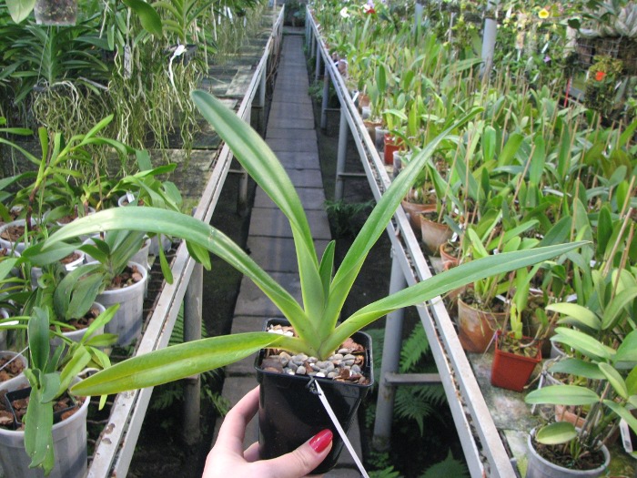 Paphiopedilum Jerry Spence (Berenice '3759A' х rothschildianum 'Nan').JPG