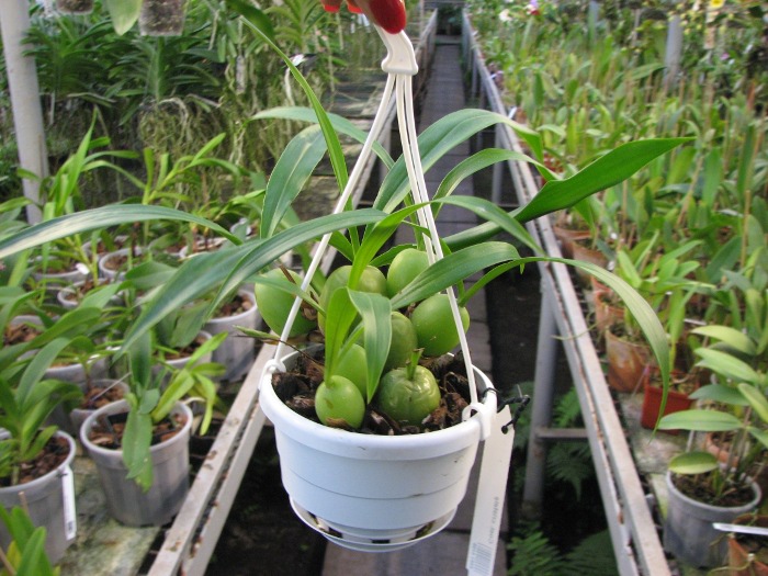 Coelogyne cristata.JPG