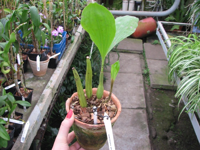 Coelogyne rochussenii.JPG