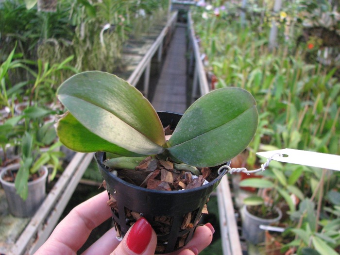 Phalaenopsis Brother Glory 'G-12'.JPG