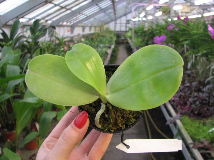Phalaenopsis KS Happy Eagle.JPG