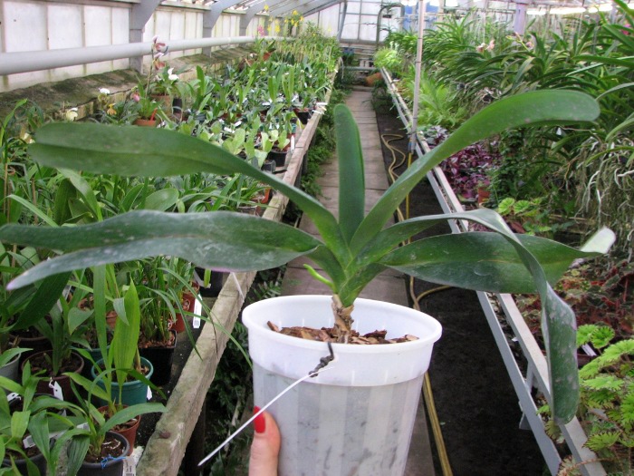 Angraecum sesquipedale.JPG
