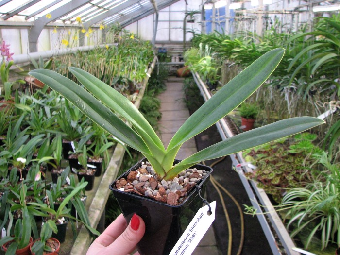 Paphiopedilum sanderianum 'Showshan' x Paphiopedilum anitum 'MS#1'.JPG