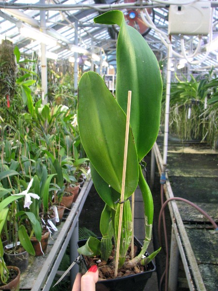 Rhyncholaeliocattleya Taichung Beauty 'Chi-Ming' (Brassolaeliocattleya Pamela Finney x Potinara Elegant Dancer).JPG