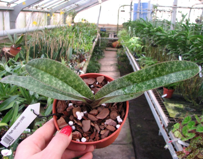 Paphiopedilum concolor (1508).JPG