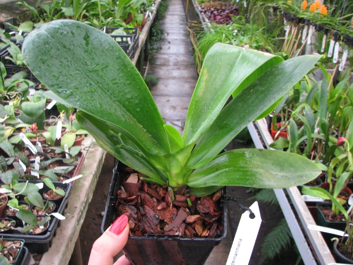 Phalaenopsis lueddemanniana.JPG