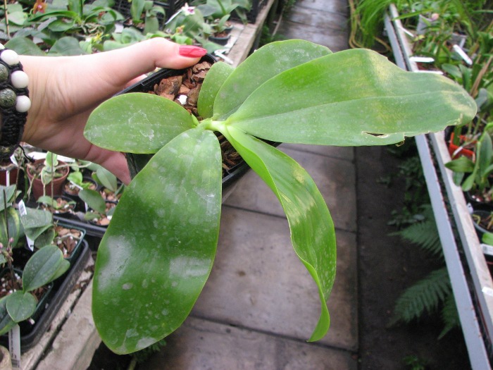 Phalaenopsis tetraspis 'C1' x Phalaenopsis KS Happy Eagle.JPG