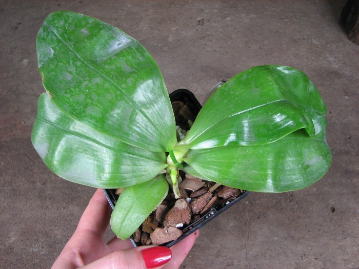 Phalaenopsis Samera 'Blue' .JPG