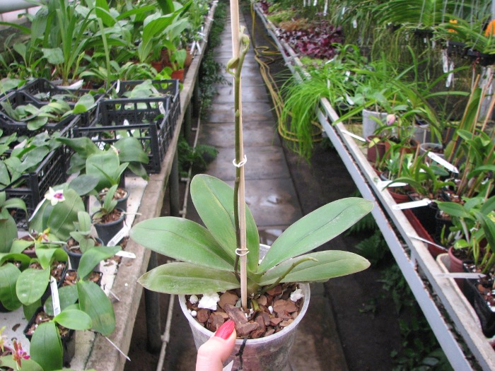 Phalaenopsis Golden Star.JPG