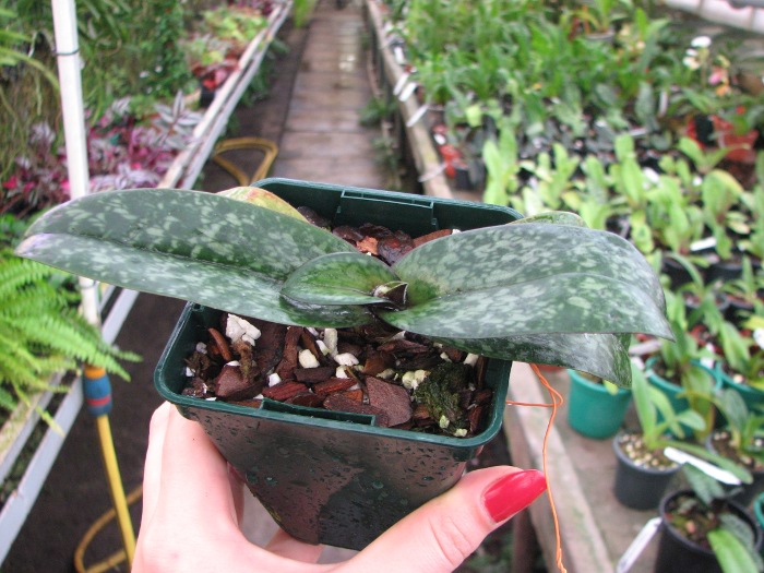Paphiopedilum bellatulum.JPG