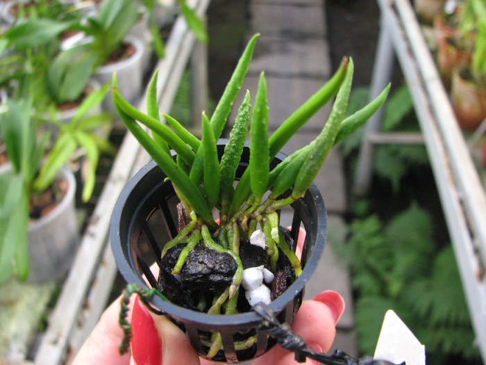 Dendrobium cucumerinum.JPG