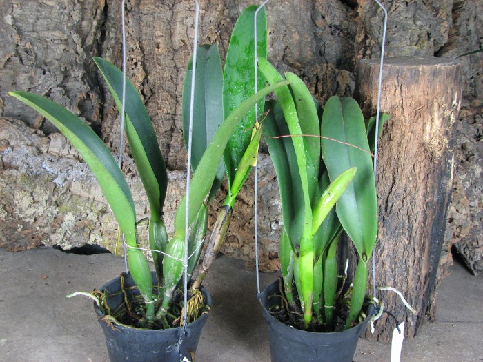 Brassolaeliocattleya Sanyung Ruby 'Shin Mei' (Waianae Coast x Chia Lin).JPG