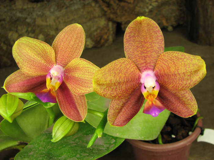 Doritaenopsis Sogo Meili x Phalaenopsis Ld's Bear Queen.jpg