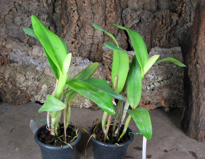 Sophrolaeliocattleya Ann Komine 'Breathless'.JPG