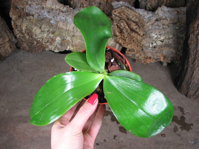 Phalaenopsis Princess Kailuani (violacea x amboinensis).JPG