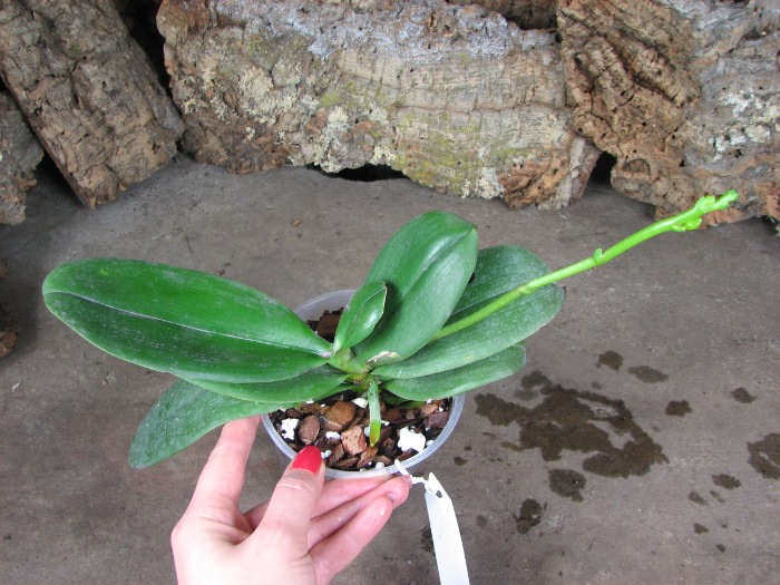 Doritaenopsis Sogo Pride 'Golden Star'.JPG