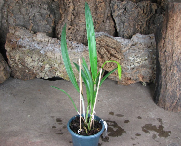 Brassocattleya Binosa 'Kirk'.JPG
