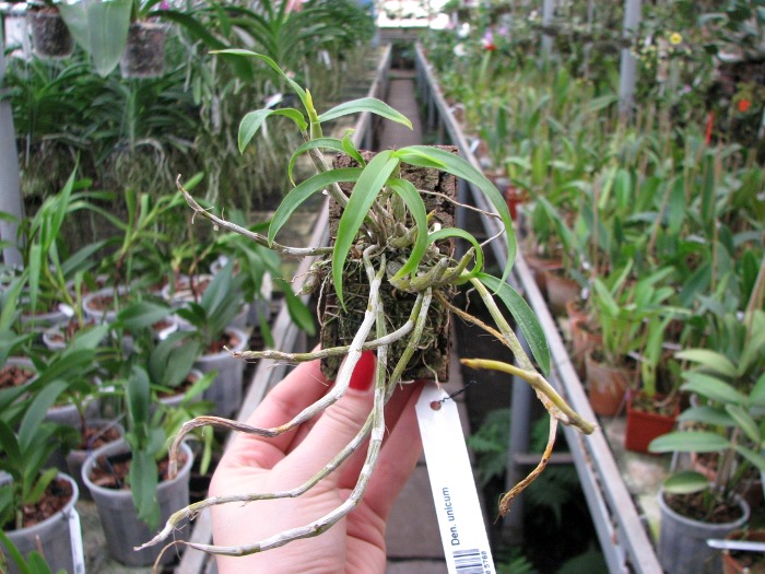 Dendrobium unicum.JPG
