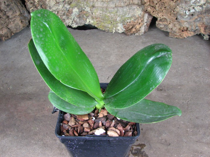Phalaenopsis Fusheng's World 'FS'.JPG
