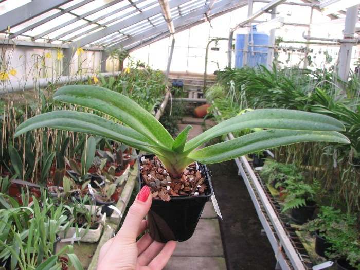 Paphiopedilum Dollgoldi (armeniacum x rothschildianum).JPG