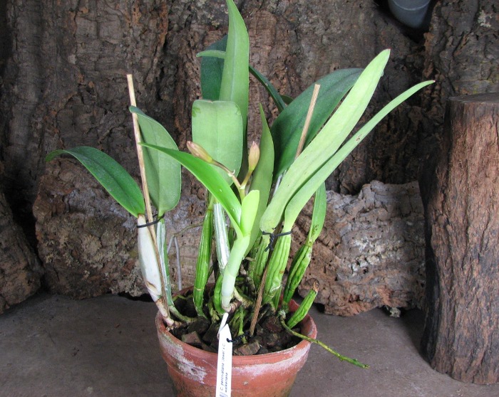 Cattleya percivaliana 'Jewel' x Cattleya walkeriana.JPG