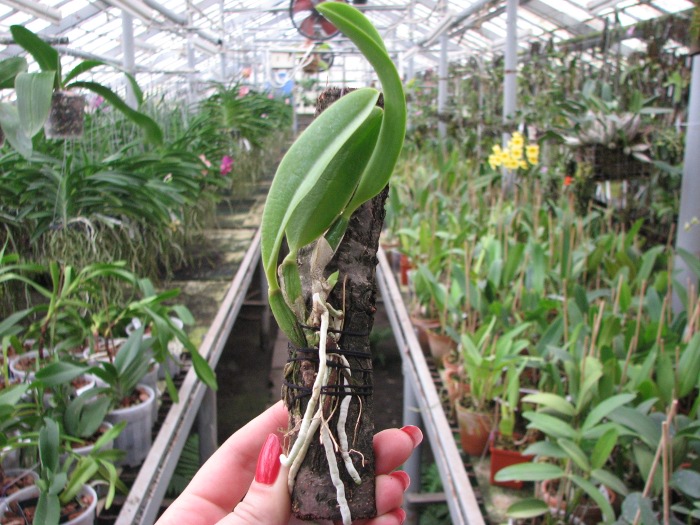 Laelia jongheana.JPG