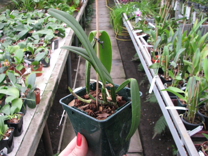 Cattleya luteola.JPG