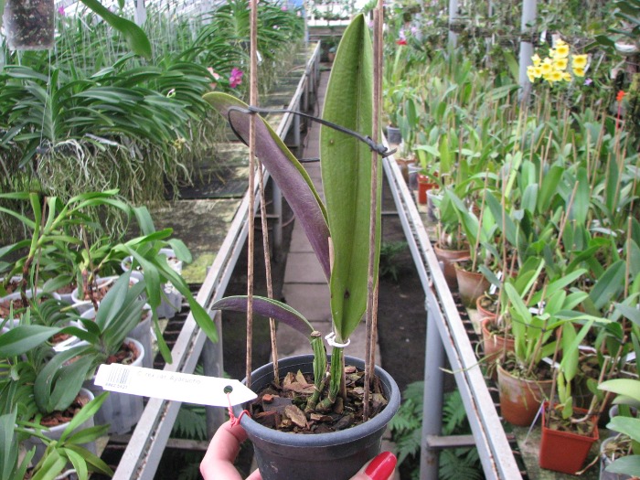 Cattleya rex var. Ayacucho.JPG