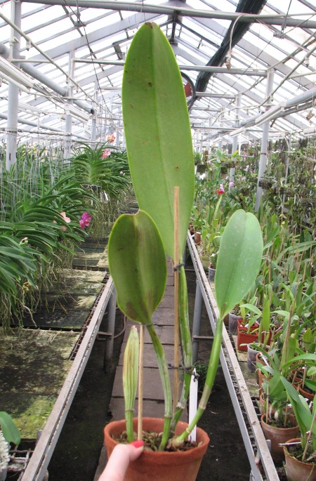 Cattleya rex var. Moyobamba.JPG