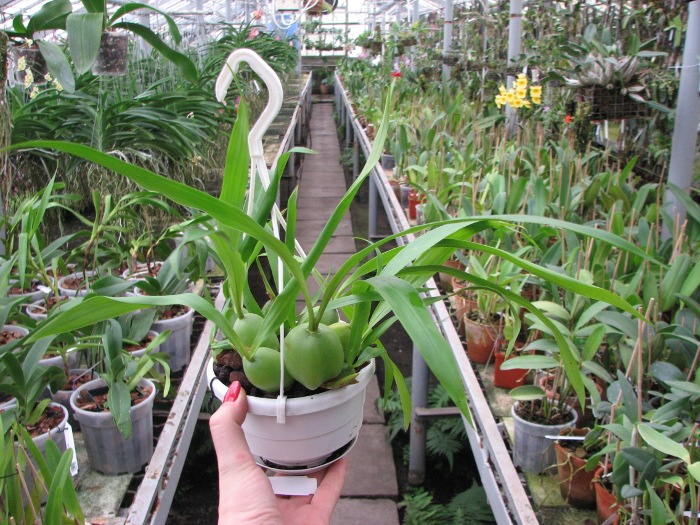 Coelogyne cristata.JPG