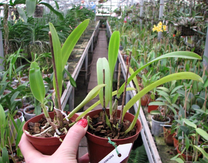 Cattleya mossiae var coerulea.JPG